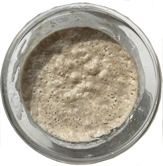 Sourdough starter