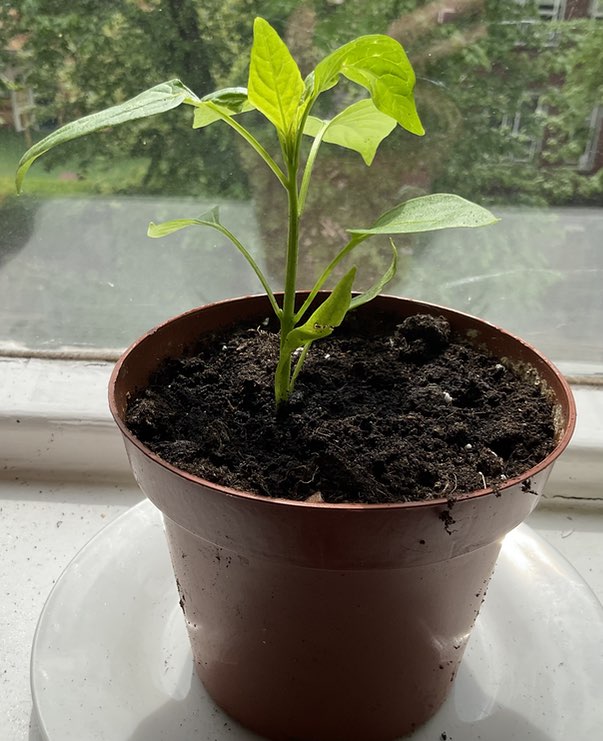 Small plant in a pot.